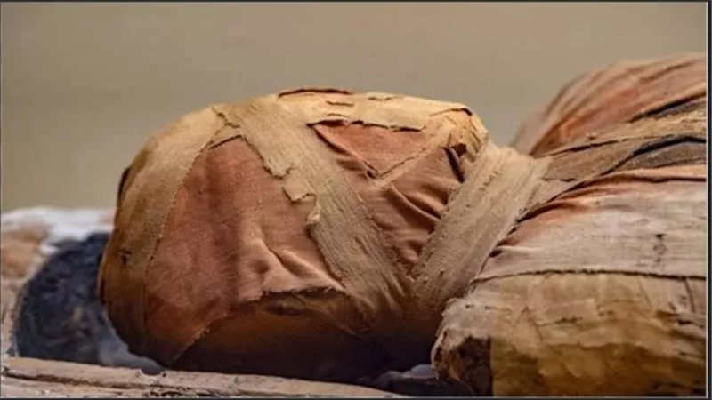 حدث في أسوان.. العثور على مومياء أثرية ملقاه في الشارع