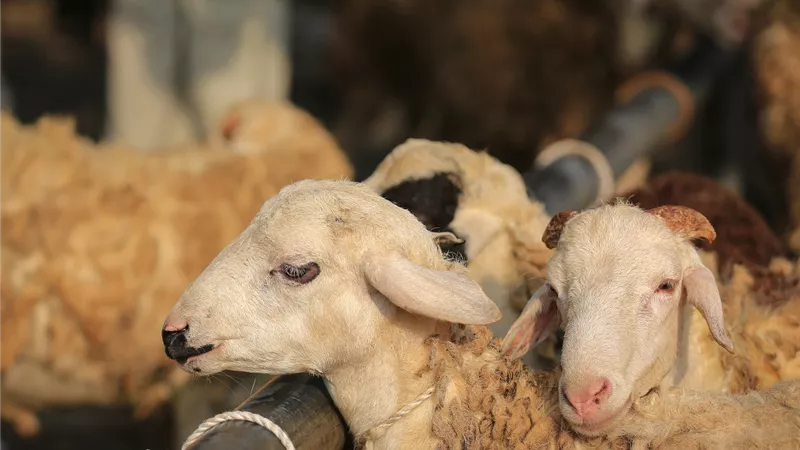  هل يجوز توزيع الأضحية بعد العيد؟.. «الإفتاء تُجيب»