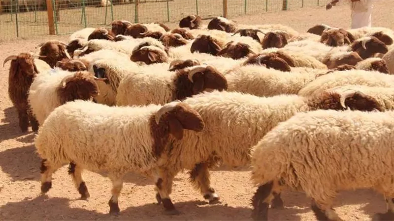  هل يمكن توزيع أحشاء ورأس الأضحية؟.. «الإفتاء تُجيب»