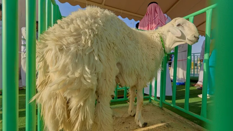  تزامنًا مع عيد الأضحى.. انطلاق مهرجان «أضحيتي» بمدينة بريدة السعودية