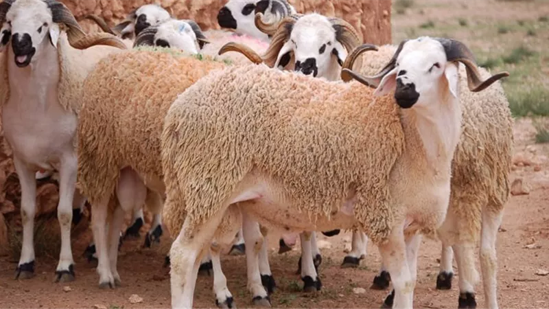  هل يجوز ذبح الأضحية عن المتوفى؟.. «الإفتاء تُجيب»