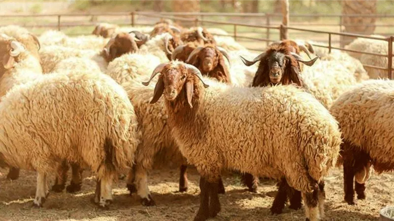 تفسير رؤية الخروف في المنام للعزباء والمتزوجة