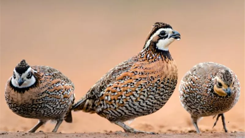 تفسير رؤية السمان في المنام.. وإرتباطة بالأموال المشبوهة