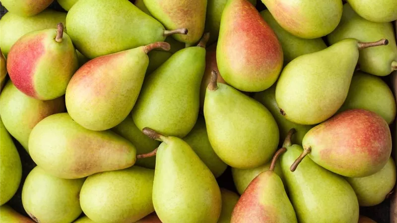 تفسير رؤية الكمثرى في المنام .. وإرتباطها بالحصول على أموال 
