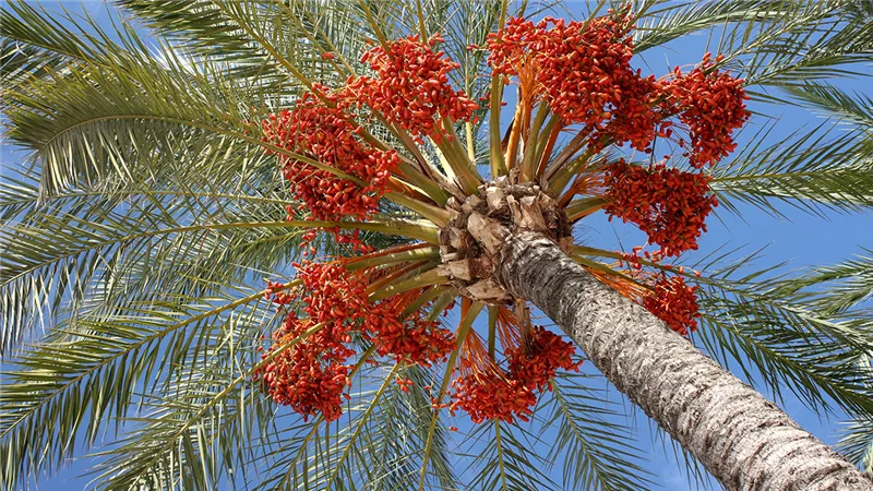 تفسير رؤية النخل في المنام وإرتباطه بالعمر المديد والصحة