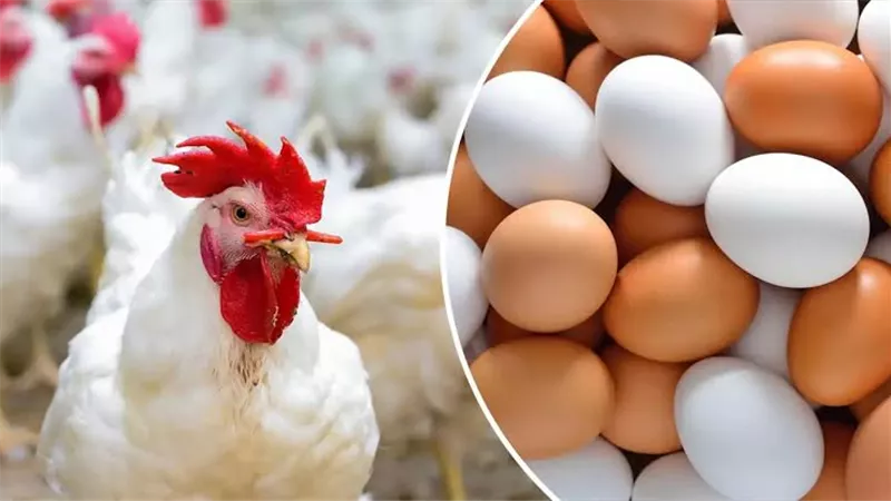 مبادرة شعبة البيض في مرمى نيران السوشيال ميديا.. والنشطاء: ملهاش فايدة 