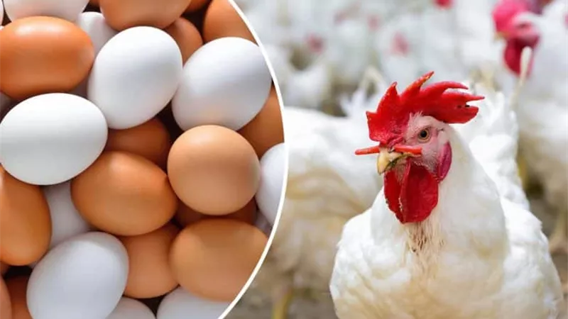 لربات البيوت.. أسعار الدواجن والبيض اليوم السبت 28 سبتمبر 2024