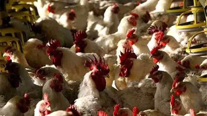 أسعار الدواجن اليوم الإثنين 21-10-2024