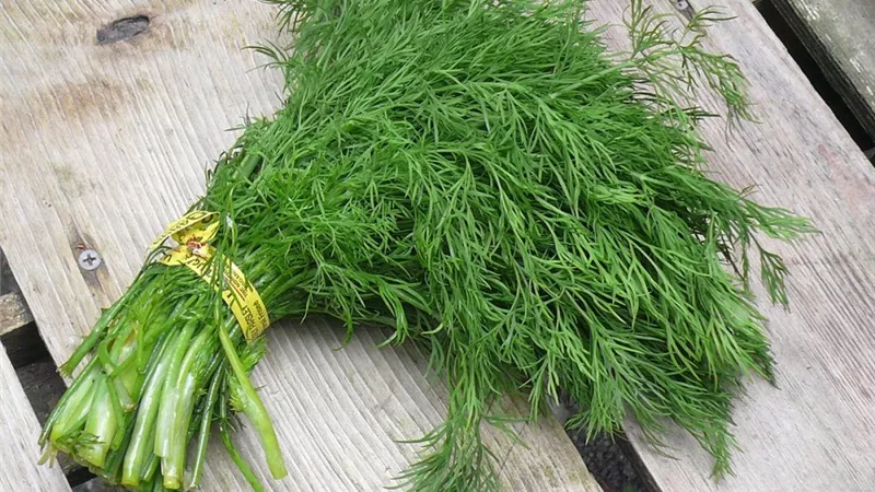 تفسير رؤية الشبت في المنام وعلاقته بسداد الديون