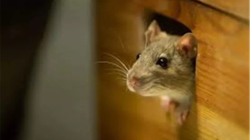 بدون مبيدات.. «الكافور» أفضل حيلة للتخلص من الفئران