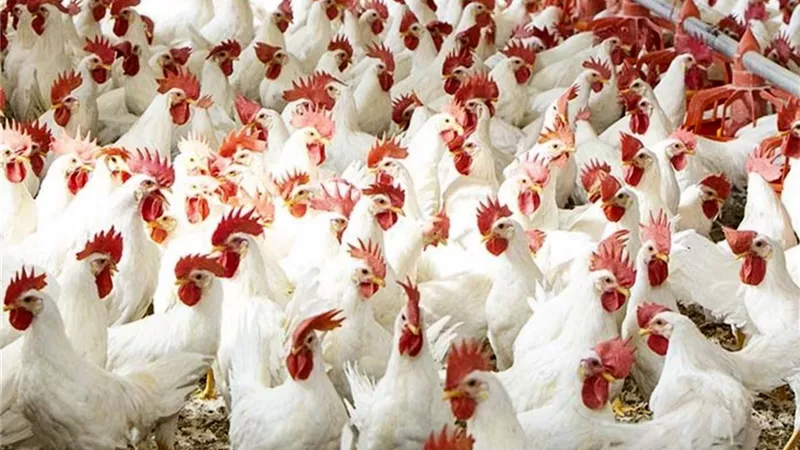 أسعار الفراخ اليوم الإثنين 4-11-2024