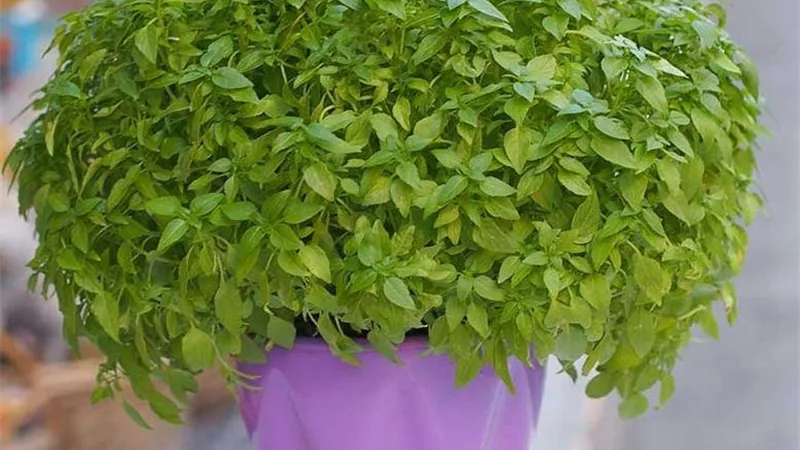 5 نباتات ذات روائح مميزة يمكنك زراعتها في المنزل