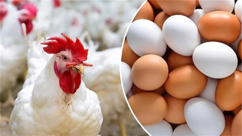 أسعار الدواجن اليوم الجمعة 22-11-2024