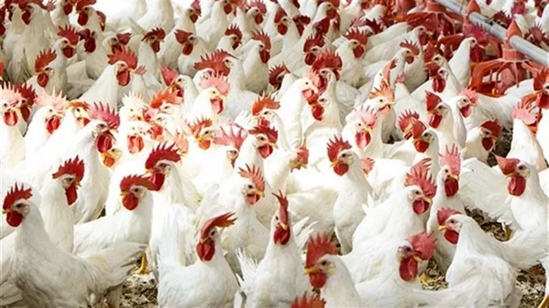 أسعار الدواجن اليوم الإثنين 25-11-2024