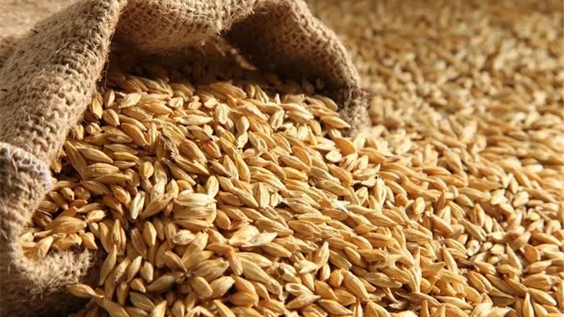 ارتفاع مفاجئ في سعر طن الأرز الشعير اليوم لهذا السبب 