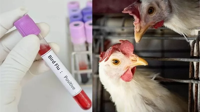 بعد تسجيل أول حالة وفاة بإنفلونزا الطيور.. ما لا تعرفه عن فيروس H5N1 وطرق الوقاية 