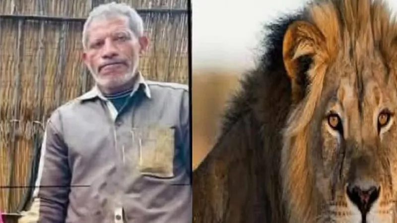 القصة الكاملة لافتراس أسد لحارسه داخل حديقة حيوان الفيوم.. والزراعة تكشف مفاجأة 