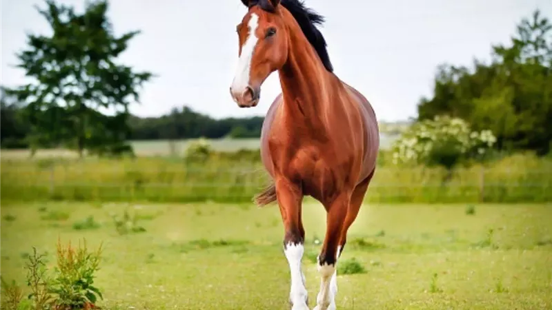 حصان