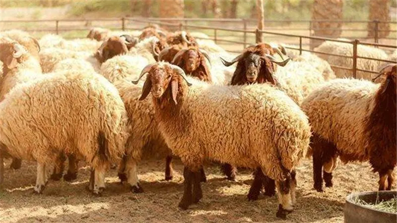 هل تجزئ الأضحية عن العقيقة؟  « دار الإفتاء تُجيب »