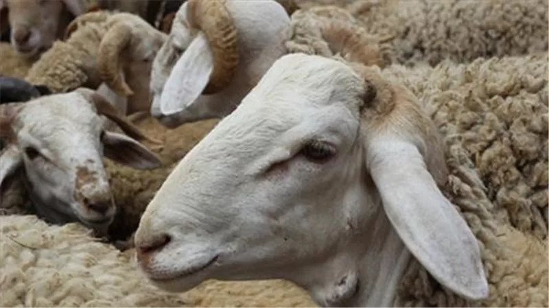 ما حكم ذبح الأضاحي في الشوارع وترك مخلفاتها في الطرقات؟  « الإفتاء تُجيب »