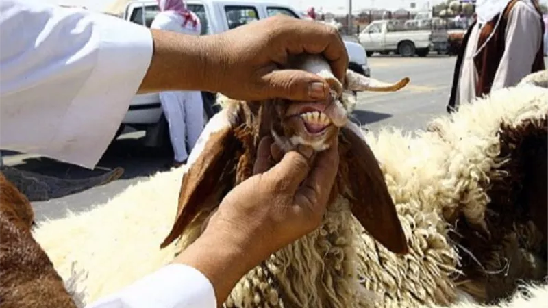 أسنان الأضحية تكشف عن عمرها.. القومي للبحوث يوضح الشروط الصحية قبل الذبح