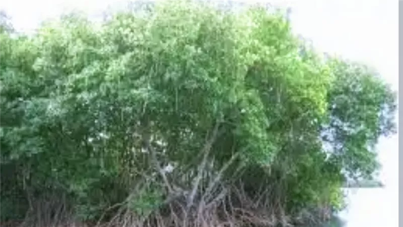 أشجار المانجروف.. مناحل عسل على ساحل البحر الأحمر