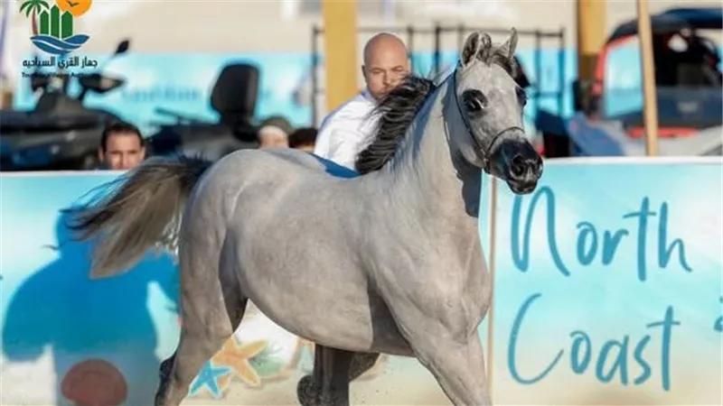 انطلاق فعاليات بطولة الخيول العربية بالساحل الشمالى