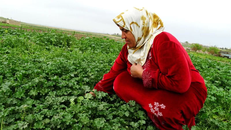 في اليوم العالمي لها..صعوبات وتحديات تواجه المرأة الريفية المصرية 