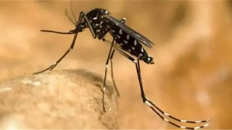 بعد وفاة الطفل الأردني من لدغتها.. ما هي أعراض ذبابة الرمل السوداء؟