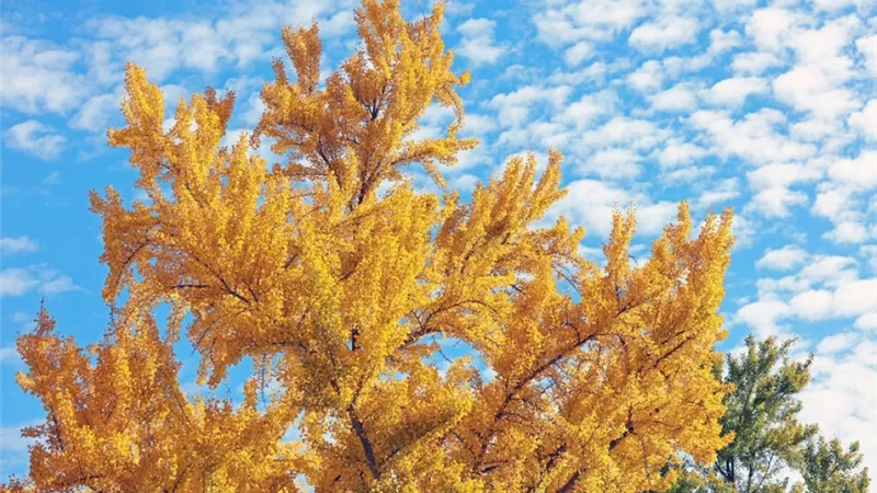 شجرتان تبثان رائحة خانقة في كاليفورنيا.. ما قصتهما؟