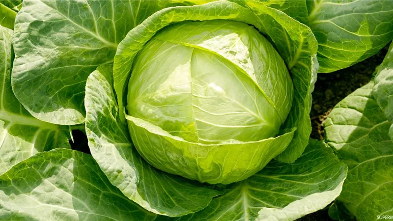 بشارة خير ورزق.. تفسير رؤية الكرنب في المنام لابن سيرين