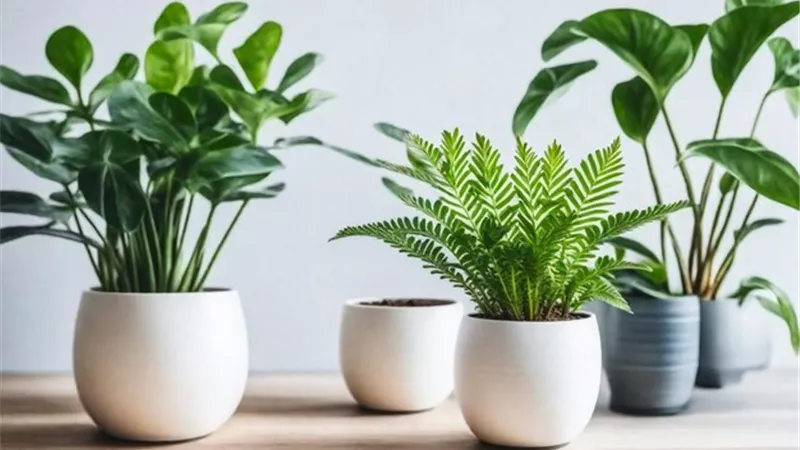 النباتات المنزلية.. سر الطاقة الإيجابية والجمال الطبيعي في منزلك