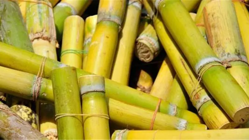دلالات خير أم شر ؟ .. تفسير رؤية قصب السكر في المنام