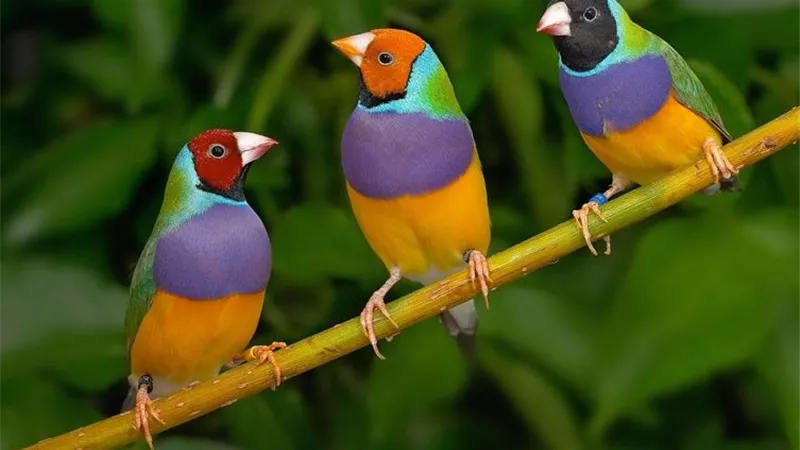 عصفور