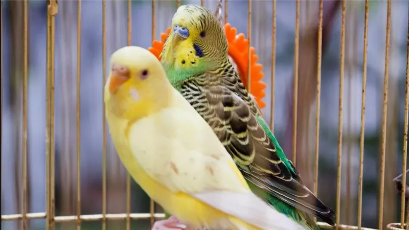  هل تجارة وتربية طيور الزينة حرامٌ شرعًا؟ .. الإفتاء تُجيب