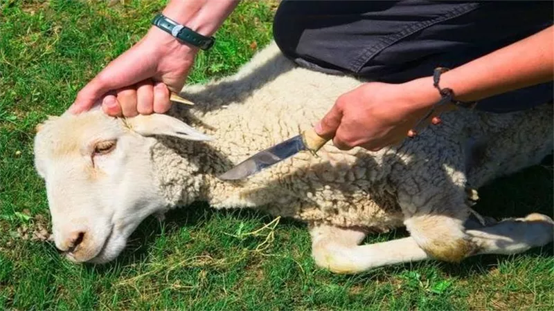 ما حكم الدعاء عند ذبح الأضحية؟.. أمين الفتوي بدار الإفتاء يُجيب
