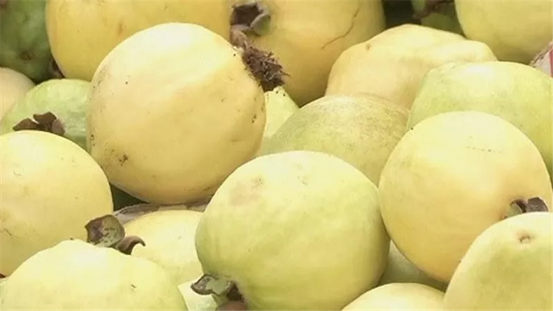 خير أم شر   ؟ ..  تفسير رؤية الجوافة في المنام لابن سيرين 