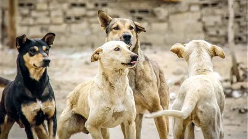 هل يجوز قتل الكلاب الضالة؟ .. أمين الفتوى يُجيب