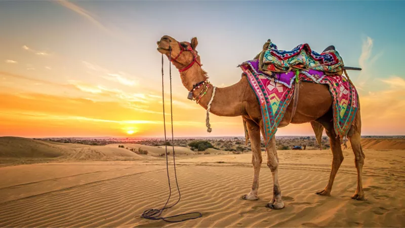تفسير رؤية الجمل فى المنام وعلاقته بالتخلص من المشاكل والهموم