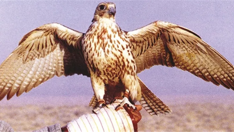 تفسير رؤية الصقر في المنام.. بين القوة والسلطة ورسائل الخير والتحذير