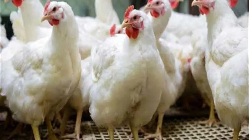 15 % زيادة في أسعار الدواجن.. واتحاد الغرف يكشف الأسباب.. فيديو