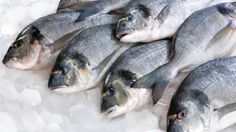 ارتفاع أسعار الأسماك .. والبلطي بـ19 جنيها