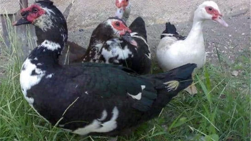 الصعايدة فطروا علي 