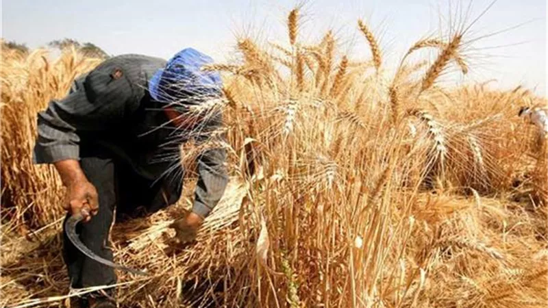نباتات ذكرها القرآن.. أوحى إلى نبي الله يوسف الطريقة المثلى لتخزين القمح