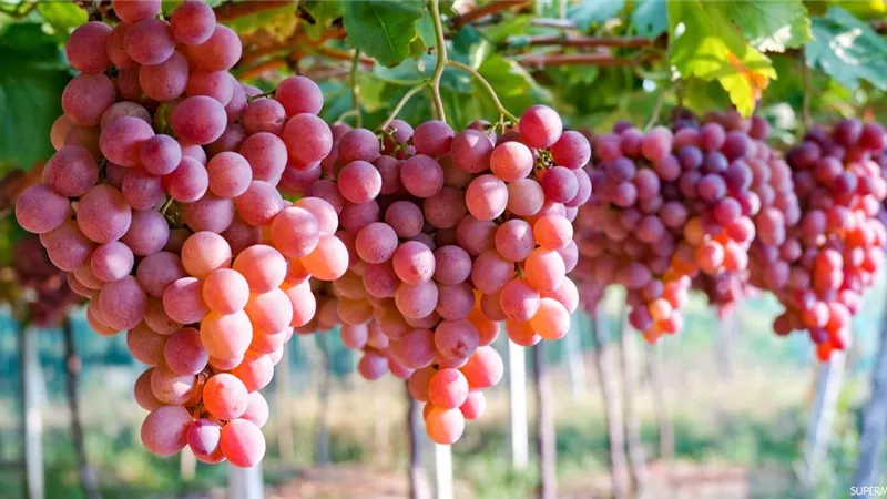5 فواكه ممنوعة لمرضى السكر أشهرها العنب والمانجو