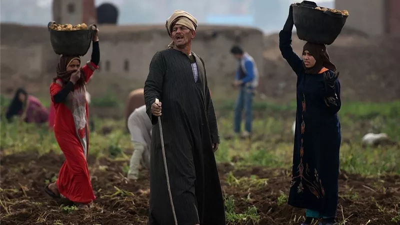 ما حُكم عدم توريث البنات؟.. لجنة الفتوى تُجيب