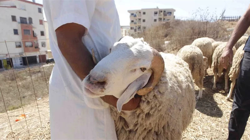 هل الأضحية واجبة على ميسوري الحال؟.. أزهري يجيب
