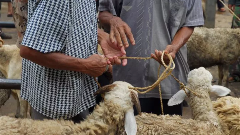 تعرفي على الطريقة الصحيحة لتوزيع الأضاحي