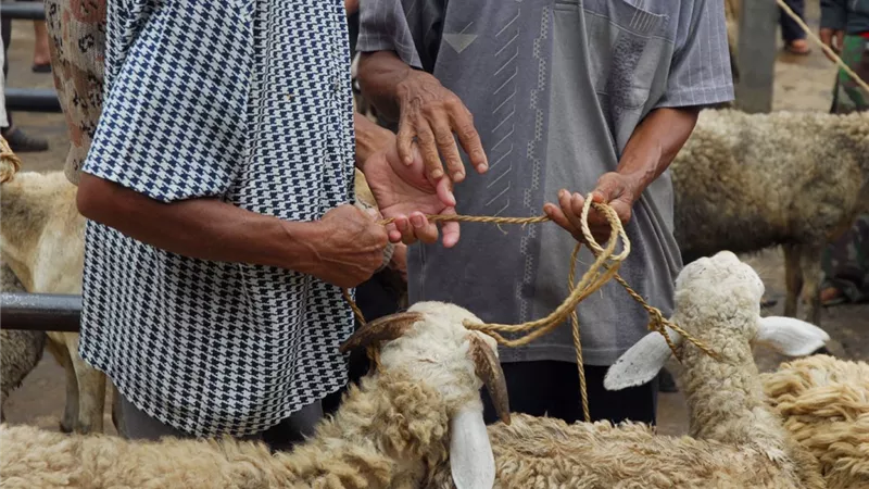 طبيب بيطري يكشف الطريقة الصحيحة لاختيار الأضحية وتقطيع لحومها
