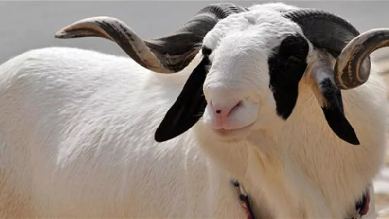 ما آداب وسُنن نحر وتوزيع الأضحية؟.. داعية يُجيب